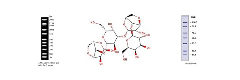 Electrophoresis Reagents