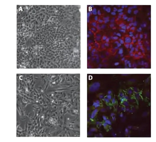 24985_Merch_P2_Product1