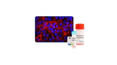 Model Establishment Verification and Cell and Tissue Analysis