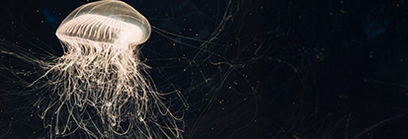 Reverse Development in the Ctenophore Mnemiopsis leidyi