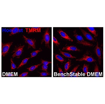 Cells cultured in BenchStable™ Media maintain healthy mitochondria