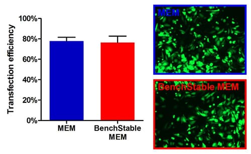 Equivalent transfection efficiency in BenchStable™ Media cultures