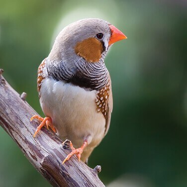 Picture of a Zebra Finch Picture of a Zebra Finch